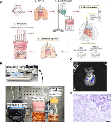 A novel ex vivo lung cancer model based on bioengineered rat lungs